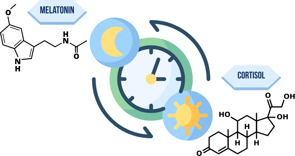 clock with cortisol chemical structure during the day and melatonin structure at night
